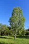 Бяла бреза (Betula pendula), снимка 3
