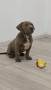 Американско були / American bully XL , снимка 8