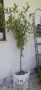 Многогодишен зелен храст Euonymus japonicus, снимка 5