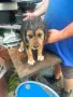 Български барак, снимка 3