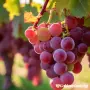 Продавам грозде от сорт ”Мискет червен” от землището на гр. Сунгурларе, снимка 2