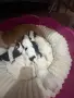 Подаряване на кученца , снимка 12