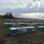пчелни семейства , снимка 2