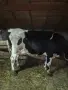 Продавам Крава на първо теле, снимка 2