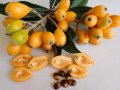 Японска мушмула (Eriobotrya japonica, Loquat) Размер 10-20см за 12лв и около 80см за 35лв  , снимка 3