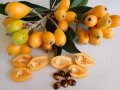 Японска мушмула (Eriobotrya japonica, Loquat), снимка 3