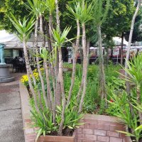 Продавам палма Юка / Yucca, 30 годишна, 2.7 м. височина, 2 броя., снимка 3 - Градински цветя и растения - 41244639