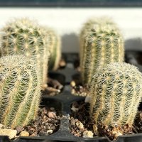 Кактуси Echinocereus Reichenbachii sp Reichenbachii, снимка 3 - Градински цветя и растения - 44320140