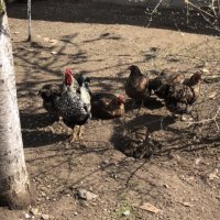Катунски пилета и кокошки , снимка 6 - Кокошки и пуйки - 41230194