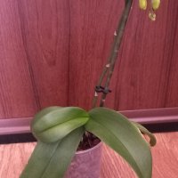 Орхидея фаленопсис Black eye, снимка 2 - Стайни растения - 39699375