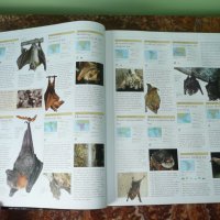 Животни. Animal: The Definitive Visual Guide, снимка 9 - Енциклопедии, справочници - 42162592