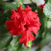 Продавам Японска роза, цъфти кичесто тъмночервено, снимка 1 - Стайни растения - 38110353