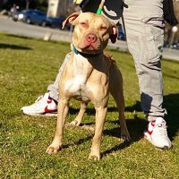 Питбул за разплод/pitbull rednose, снимка 6 - Питбул - 41796263