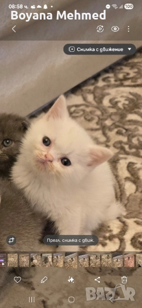 Шотлански и британски котенца момичета и момчета, снимка 1