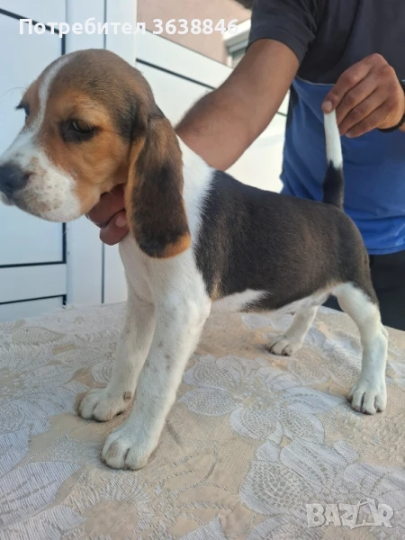 Бигъл, снимка 1