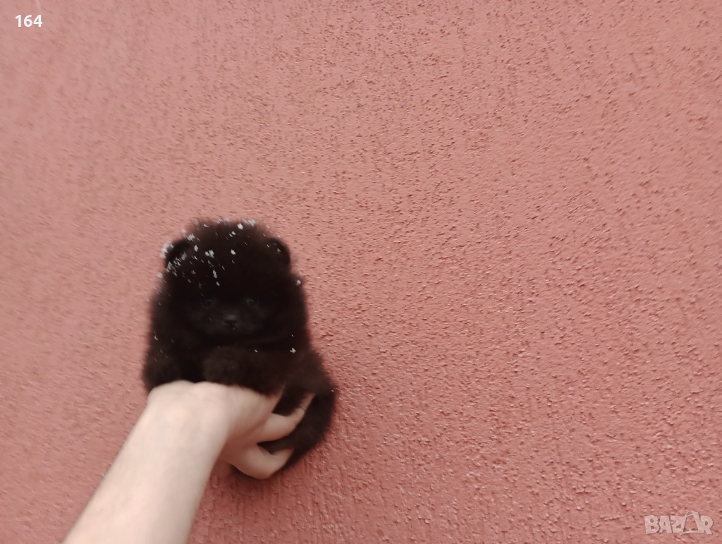 Мъжки шоколадов Померан. Реални снимки от 01.02.26 г., снимка 1