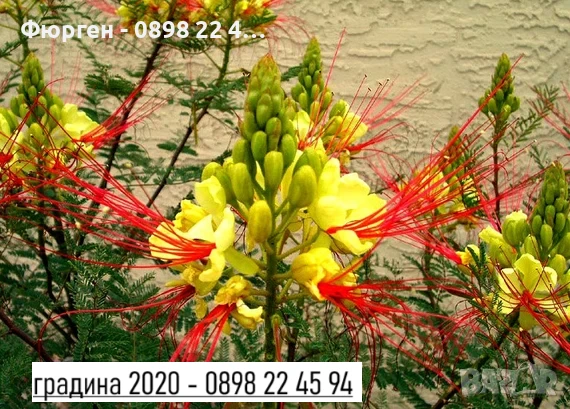 Цезалпиния, снимка 1