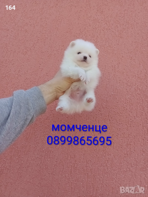 Бели Померани. Реални снимки от 29.12.25 г. , снимка 1