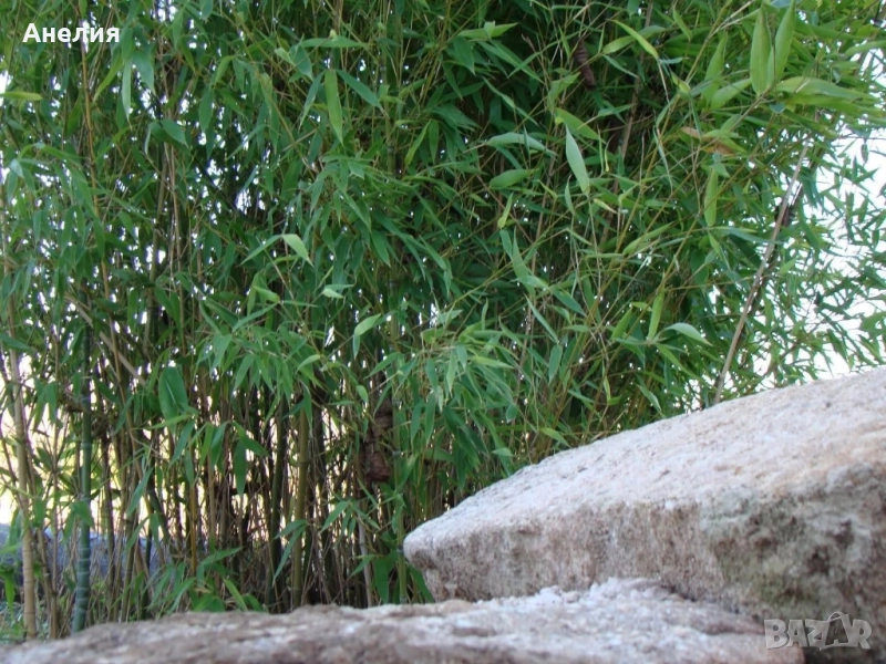 Бамбук зимоустойчив Гол корен , снимка 1