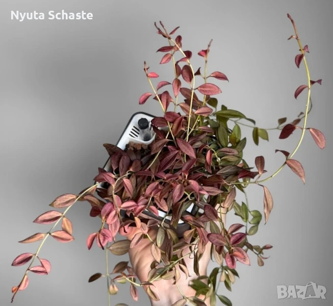 Хоя Hoya sp. NS12-323 microdwarf, снимка 1