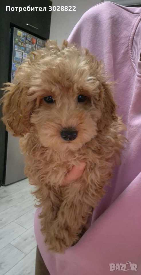 Той Пуделчета чистокръвни, снимка 1