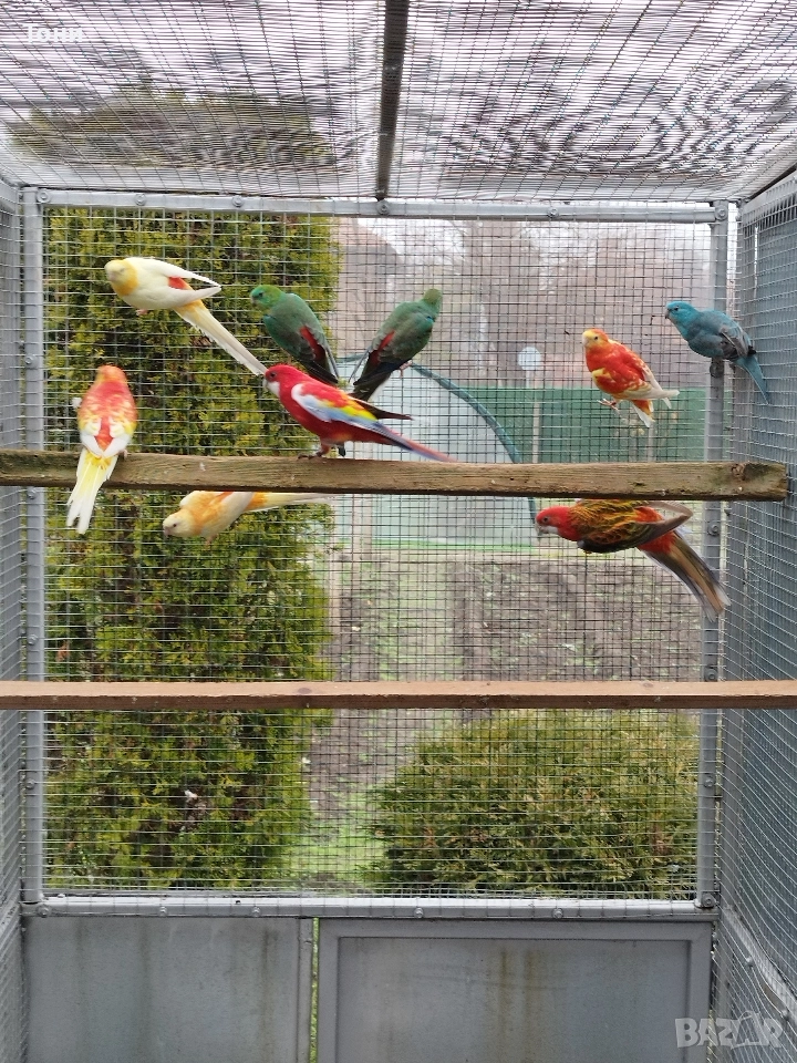 продавам папагали , снимка 1