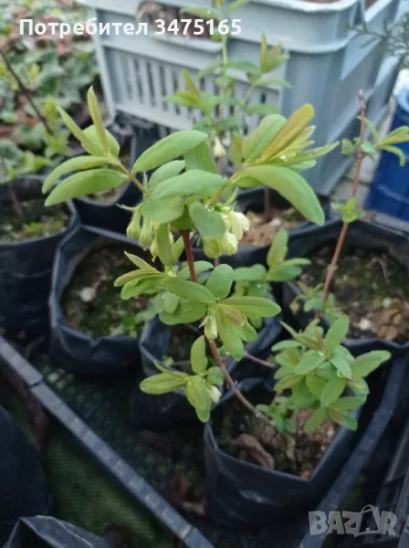 Лоницера Камчатика - Майска боровинка, снимка 1