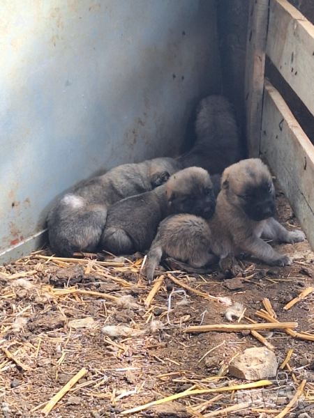 Продавам кангали, снимка 1