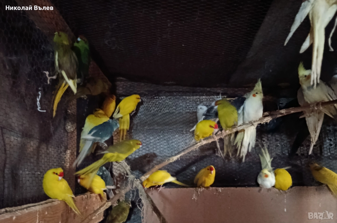 Какарикита , снимка 1