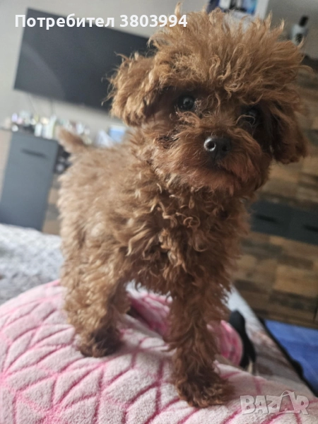 Червено Тийкъп/ Той пуделче момиченце на 4 месеца, снимка 1