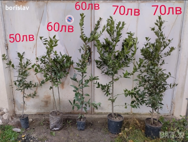 Промоция на дафинов лист - лаврово дърво, снимка 1