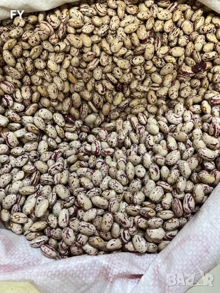 Родопски Шарен Боб , снимка 1