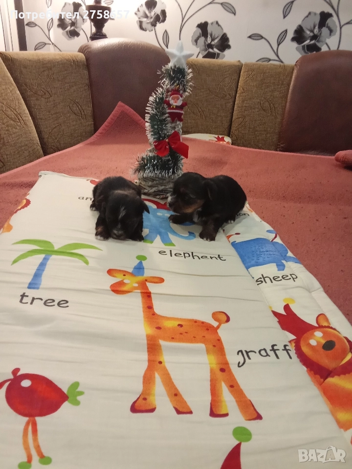 Йоркширски териер, снимка 1