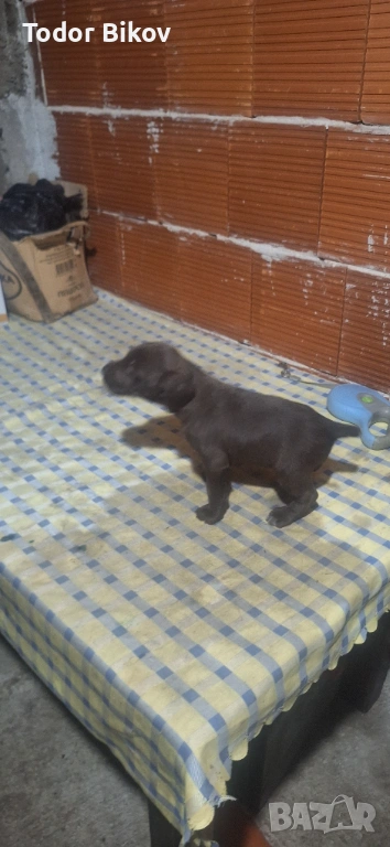 Свободни дратхаарчета , снимка 1