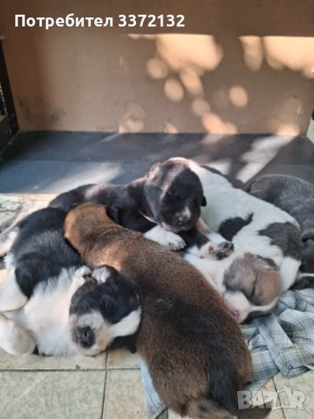 Каракачанки, снимка 1