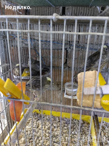 Канарчета лизард .2026, снимка 1