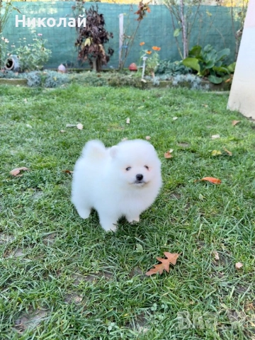 Померан мини момче. Померанче, снимка 2 - Померан - 52426042