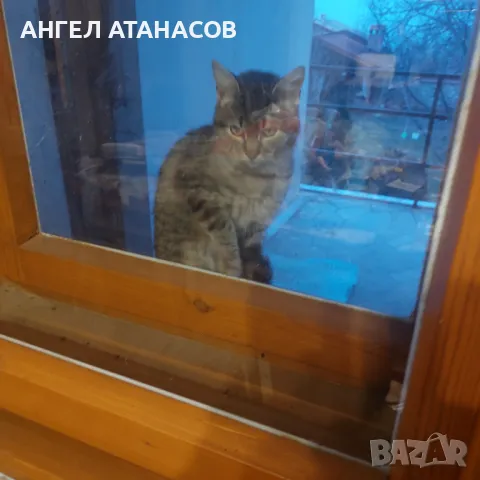 Подарявам малки котенца , снимка 13 - Други - 45925562