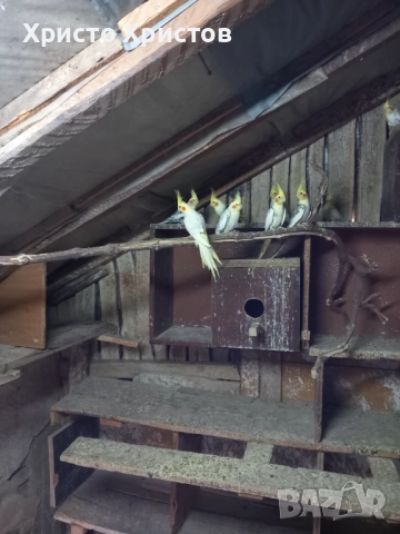 Папагали корела , снимка 4 - Папагали - 52644313