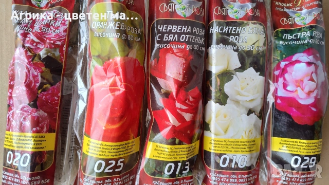 РОЗИ корени НОВО ЗАРЕЖДАНЕ от лицензиран разсадник , снимка 2 - Градински цветя и растения - 42675882