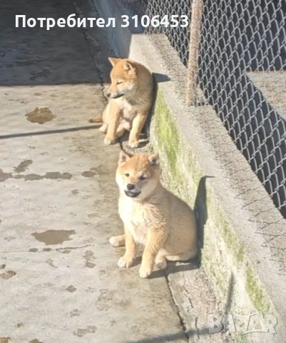 Шиба ину, снимка 3 - Шиба ину - 53396086