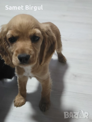 Prodavam 200 lv., снимка 5 - Кокер шпаньол - 52515067