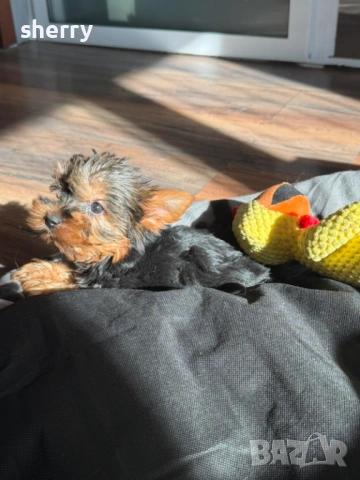 Мини йркита