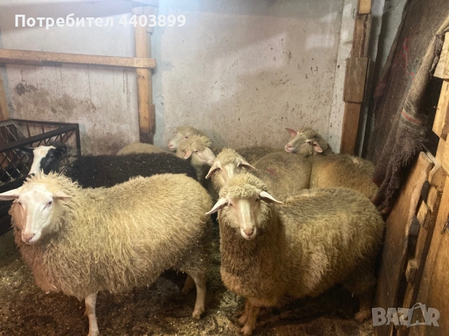 8 Броя млади овце, снимка 5 - Овце - 53576523