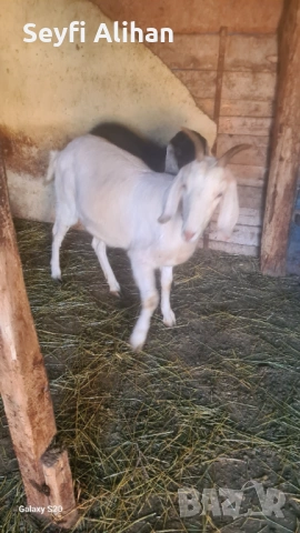 Англонубийски , снимка 5 - Кози - 53193629