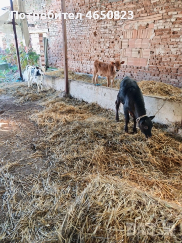 Продавам крави и телета, снимка 3 - За селскостопански - 52412159