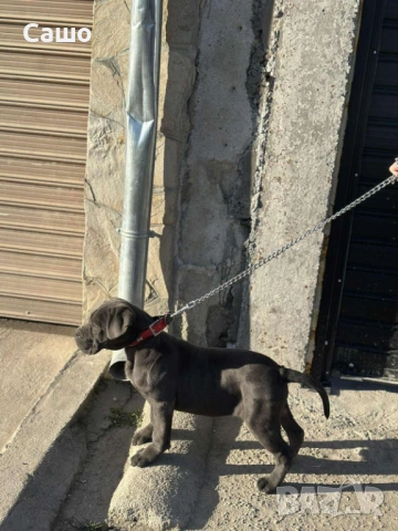 Кане корсо, снимка 2 - Други - 53669675