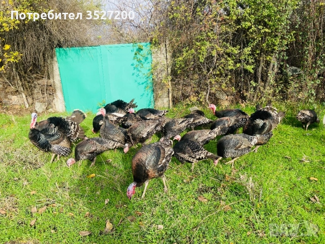  домашни пуйки , снимка 2 - Кокошки и пуйки - 52719704