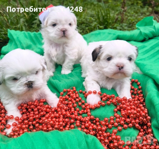 Ши тцу , снимка 3 - Ши Тцу - 52638729