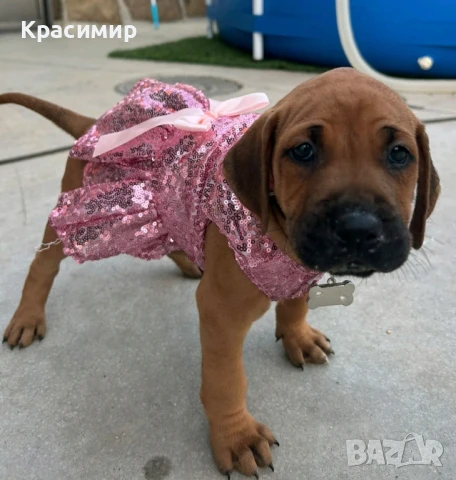 Родозийски Риджбек, снимка 1